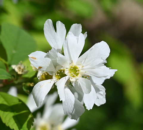 Exochorda serratifolia, 가침박달  Exochorda racemosa,Exochorda serratifolia,Geotagged,South Korea,Spring,가침박달