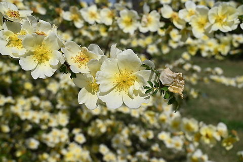 Rosa xanthina, 노란해당화  Geotagged,Rosa xanthina,South Korea,Spring,노란해당화