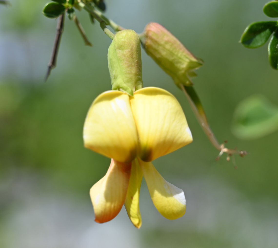 Caragana sinica, 골담초  Caragana sinica,Geotagged,South Korea,Spring,골담초