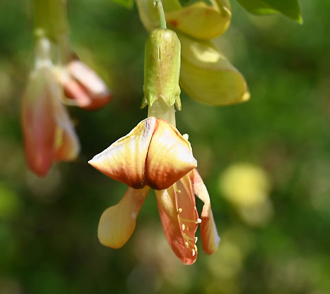 Caragana sinica, 골담초  Caragana sinica,Geotagged,South Korea,Spring,골담초