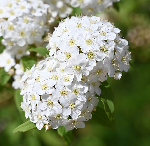 Spiraea cantoniensis, 공조팝나무  Geotagged,South Korea,Spiraea cantoniensis,Spring,공조팝나무