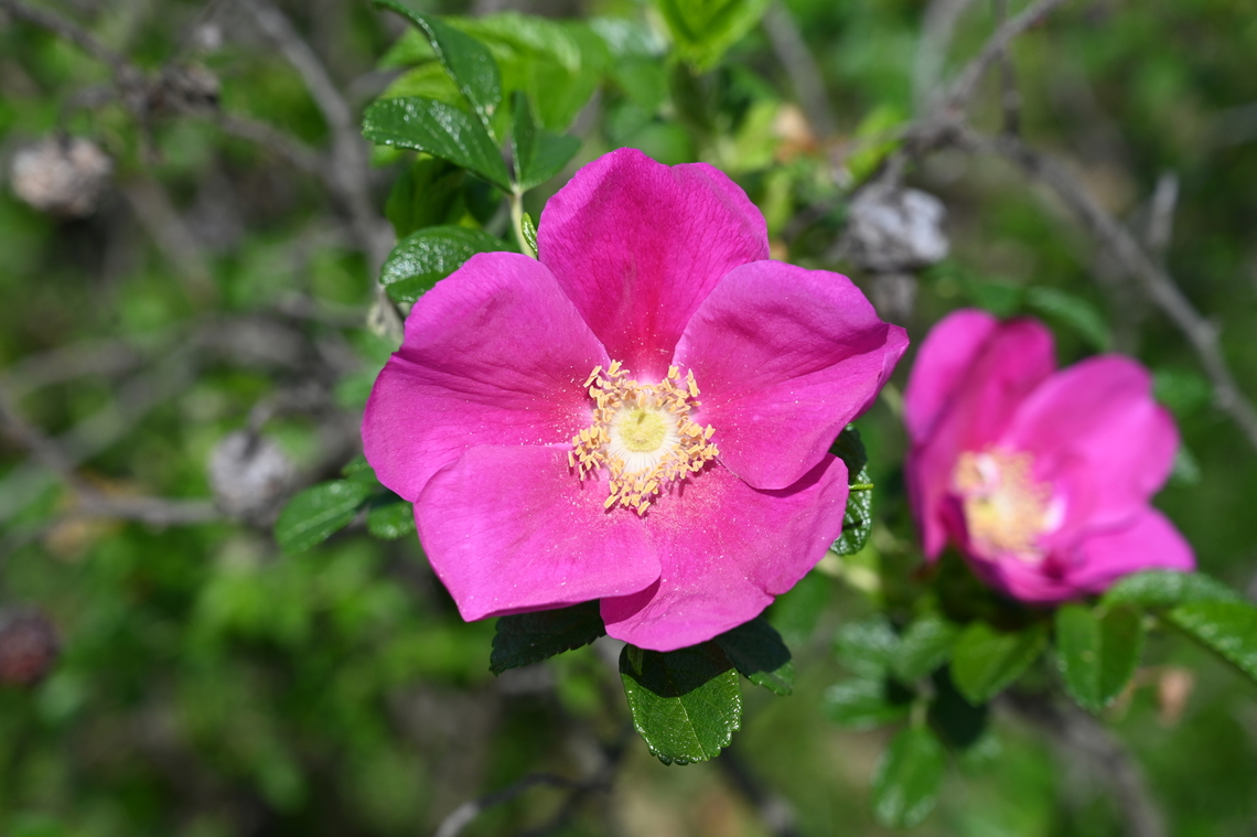 Rosa rugosa, 해당화  Beach Rose,Geotagged,Rosa rugosa,South Korea,Spring,해당화