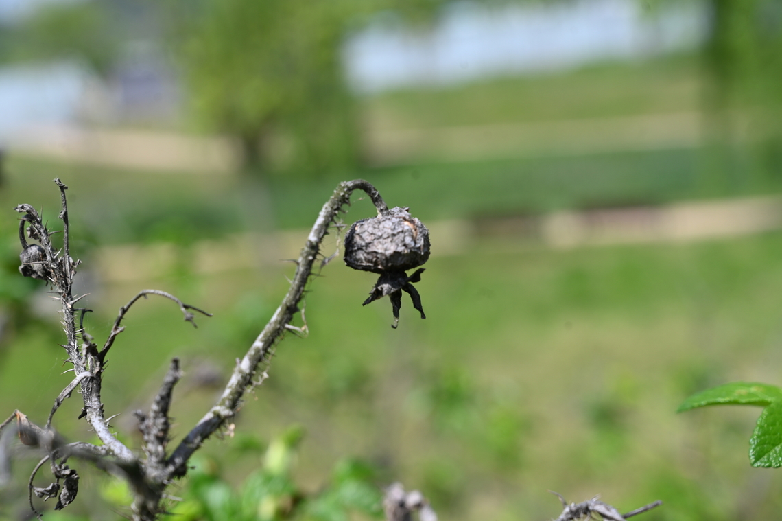 Rosa rugosa, 해당화  Beach Rose,Geotagged,Rosa rugosa,South Korea,Spring,해당화