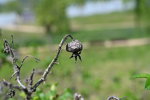 Rosa rugosa, 해당화  Beach Rose,Geotagged,Rosa rugosa,South Korea,Spring,해당화