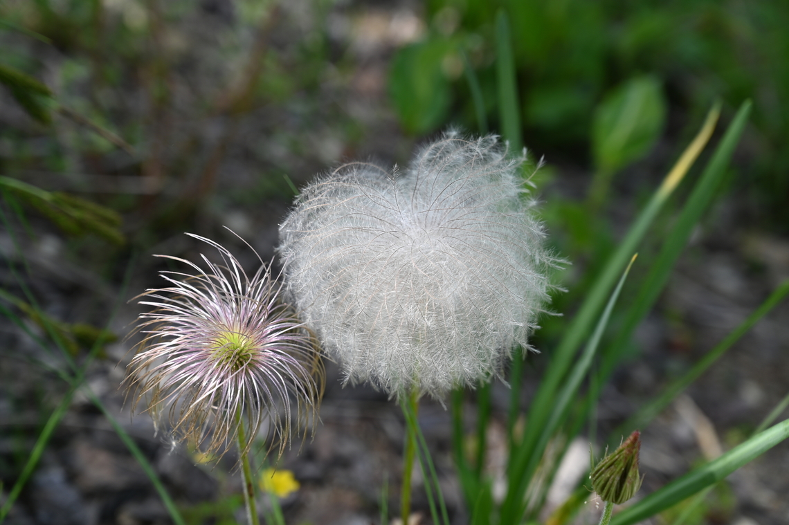 Pulsatilla koreana,  백두홍  Geotagged,Pulsatilla koreana,South Korea,Spring,백두홍
