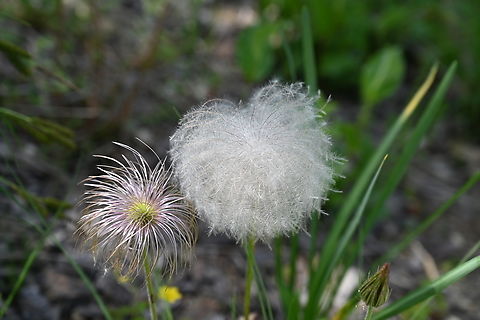 Pulsatilla koreana,  백두홍  Geotagged,Pulsatilla koreana,South Korea,Spring,백두홍