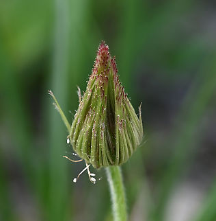 Pulsatilla koreana,  백두홍  Geotagged,Pulsatilla koreana,South Korea,Spring,백두홍