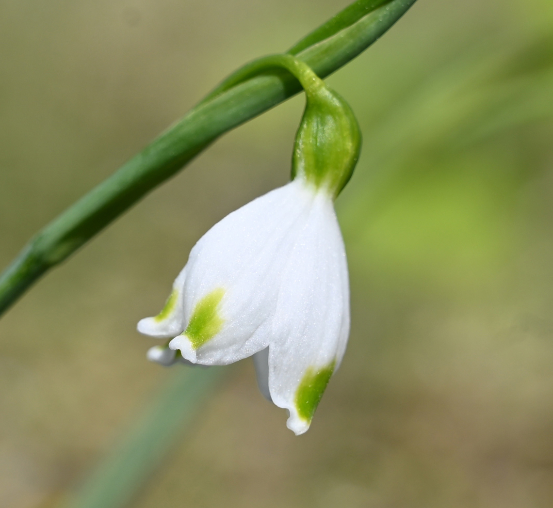 Leucojum vernum, 봄은방울수선 Spring snowflake Geotagged,Leucojum vernum,South Korea,Spring,Spring snowflake,봄은방울수선
