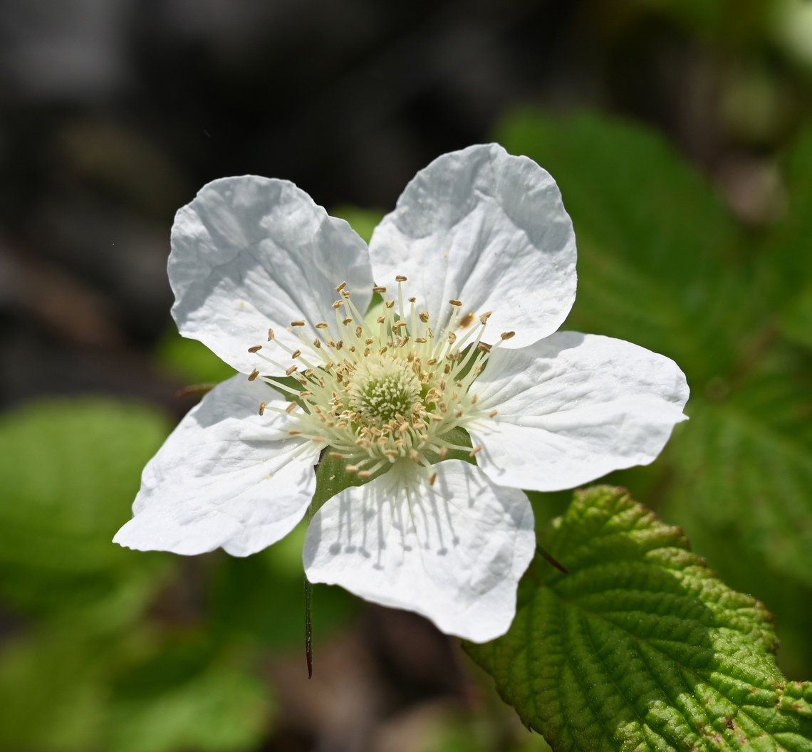 Multiflora rose, 찔레꽃  Geotagged,Multiflora rose,Rosa multiflora,South Korea,Spring,찔레꽃