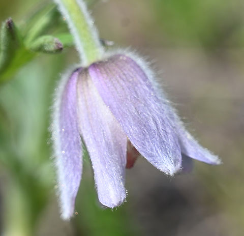 Pulsatilla koreana, 백두홍  Geotagged,Pulsatilla koreana,South Korea,Spring,백두홍