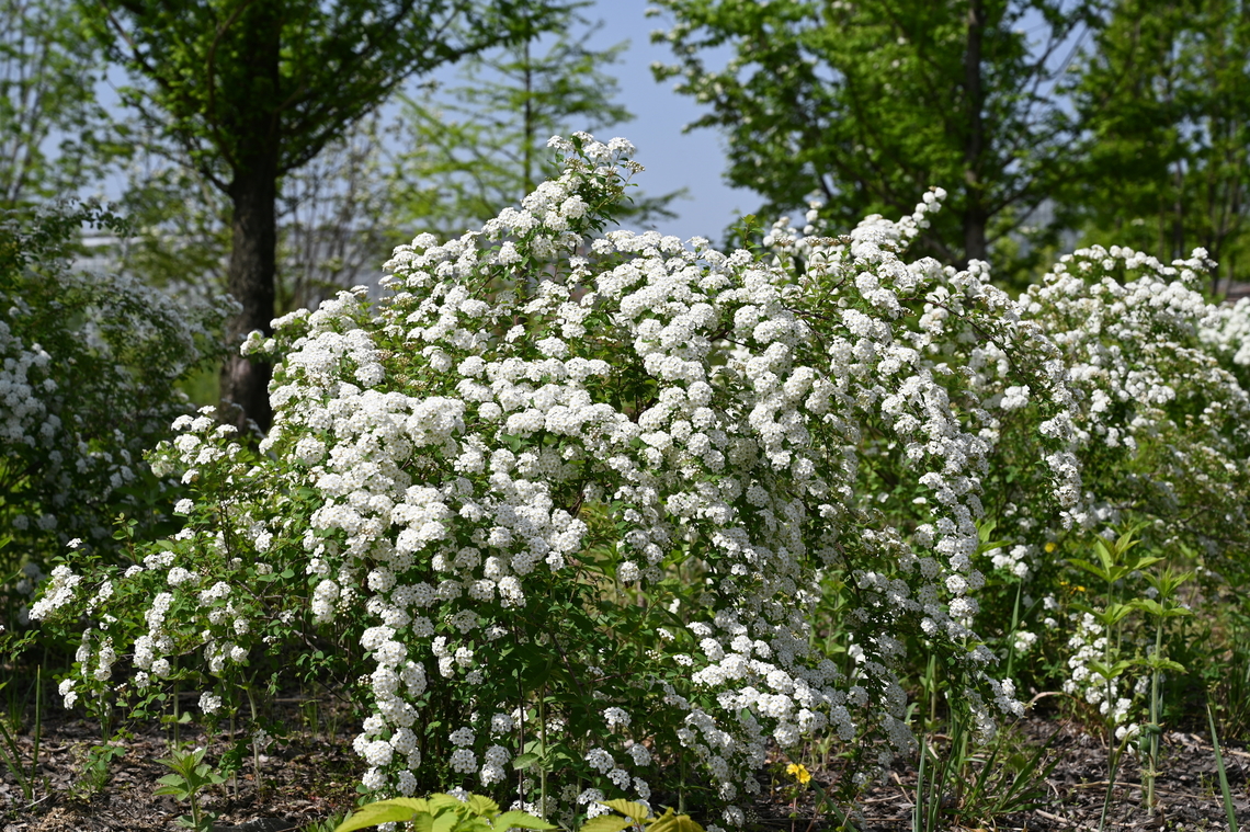 Spiraea cantoniensis, 공조팝나무  Geotagged,South Korea,Spiraea cantoniensis,Spring,공조팝나무