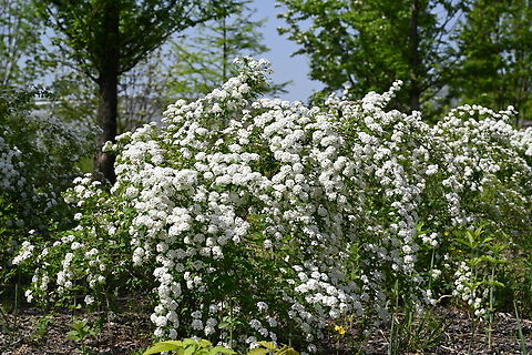 Spiraea cantoniensis, 공조팝나무  Geotagged,South Korea,Spiraea cantoniensis,Spring,공조팝나무