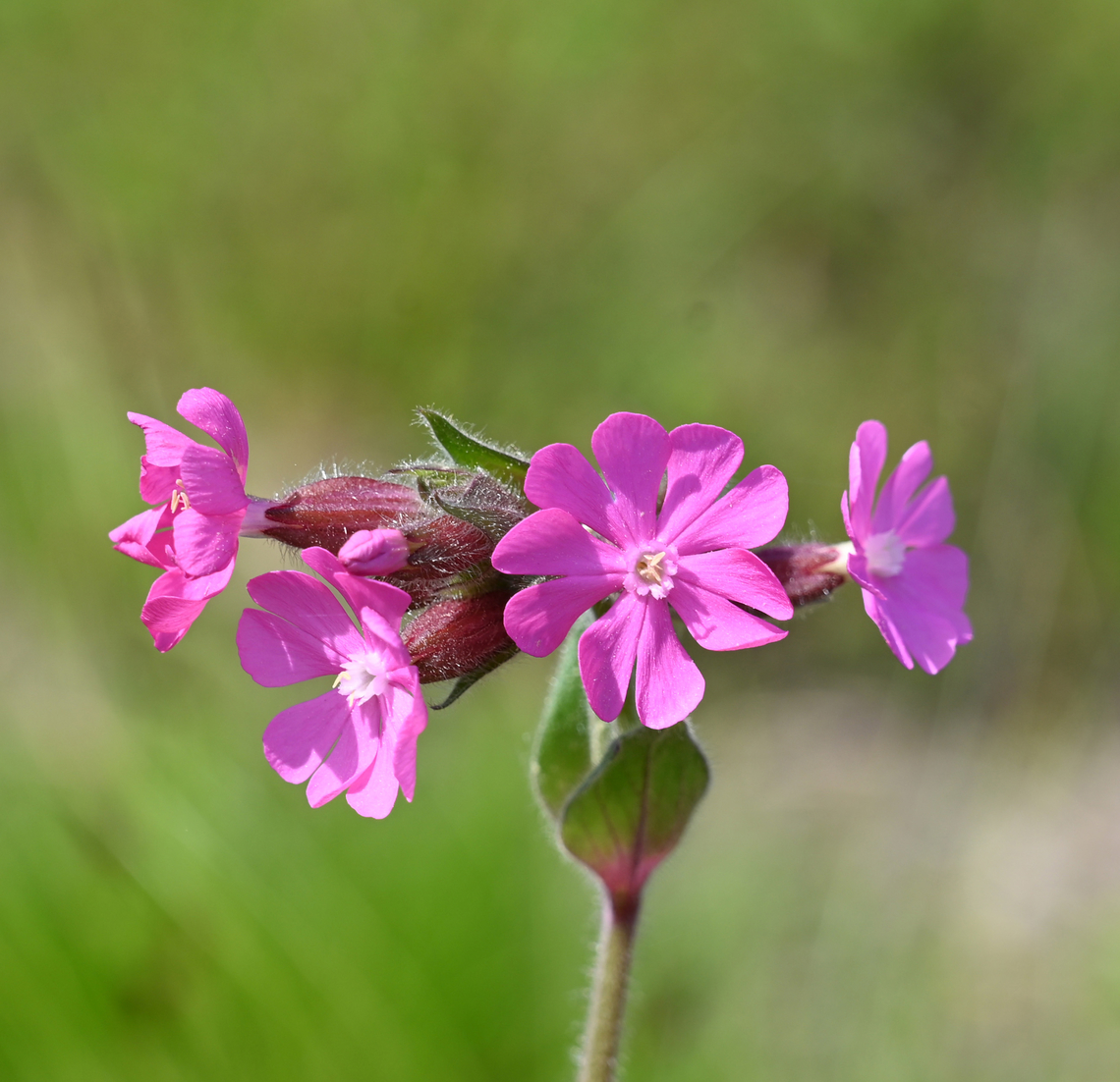 Silene dioica, 디오이카장구채  Geotagged,Red Campion,Silene dioica,South Korea,Spring,디오이카장구채