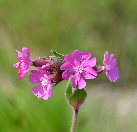 Silene dioica, 디오이카장구채  Geotagged,Red Campion,Silene dioica,South Korea,Spring,디오이카장구채