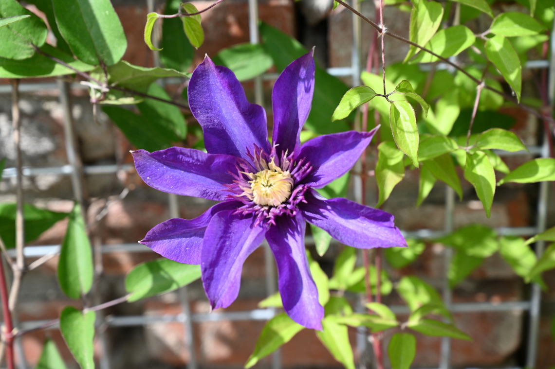 Clematis lawsoniana, 으아리  Clematis lawsoniana,Geotagged,South Korea,Spring,으아리