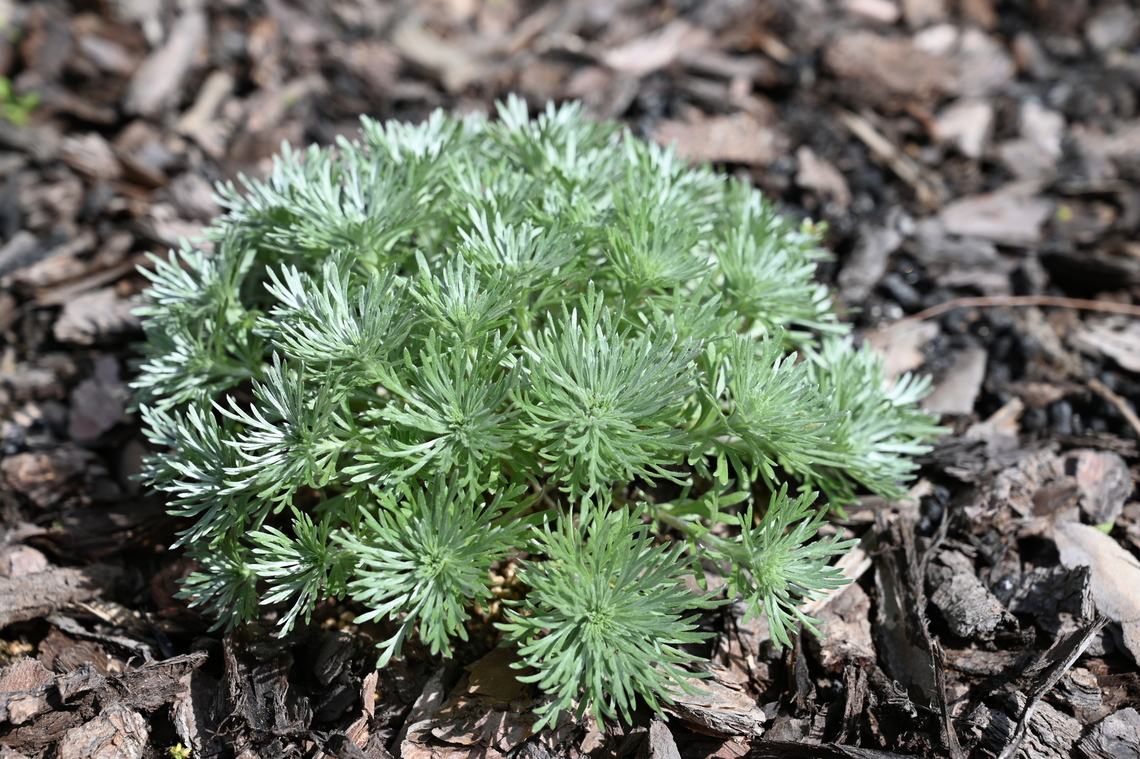 Artemisia schmidtiana, 은쑥  Artemisia schmidtiana,Geotagged,South Korea,Spring,은쑥풀
