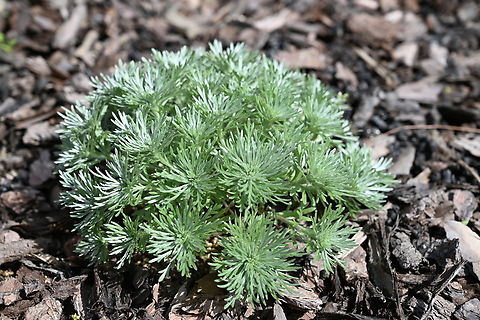 Artemisia schmidtiana, 은쑥  Artemisia schmidtiana,Geotagged,South Korea,Spring,은쑥풀