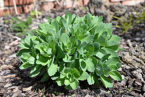 Hylotelephium spectabile, 큰꿩의비름 Autumn Joy, Ice plant Geotagged,Hylotelephium spectabile,South Korea,Spring,큰꿩의비름