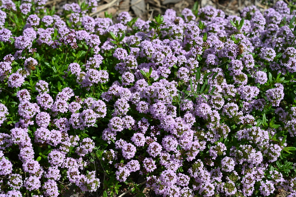 Thymus quinquecostatus, 백리향  Five-rib Thyme,Geotagged,South Korea,Spring,Thymus quinquecostatus,백리향