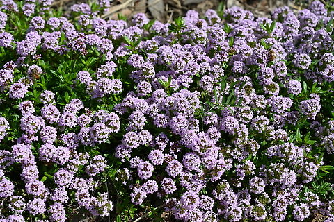 Thymus quinquecostatus, 백리향  Five-rib Thyme,Geotagged,South Korea,Spring,Thymus quinquecostatus,백리향