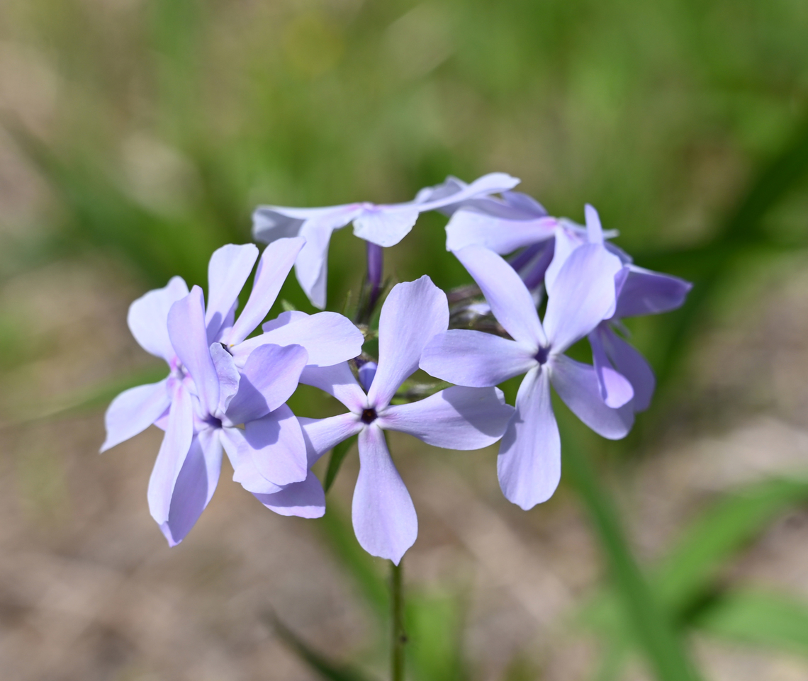 Phlox divaricata, 향플록스  Blue Phlox,Geotagged,Phlox divaricata,South Korea,Spring,향플록스