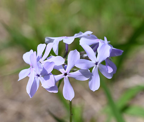 Phlox divaricata, 향플록스  Blue Phlox,Geotagged,Phlox divaricata,South Korea,Spring,향플록스