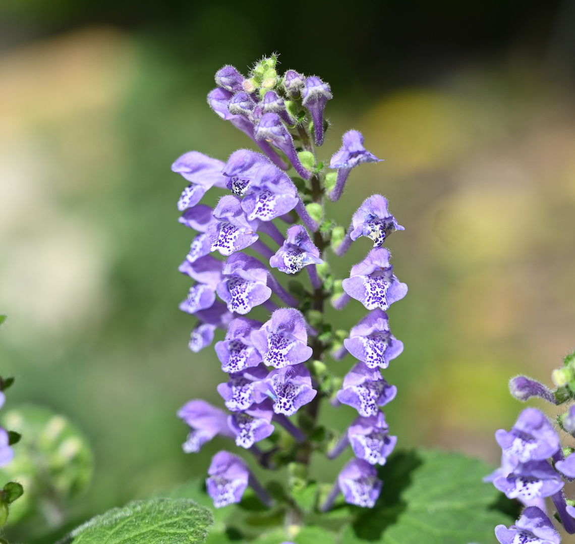 Scutellaria indica, 연지골무꽃  Geotagged,Scutellaria indica,South Korea,Spring,연지골무꽃