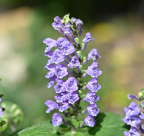 Scutellaria indica