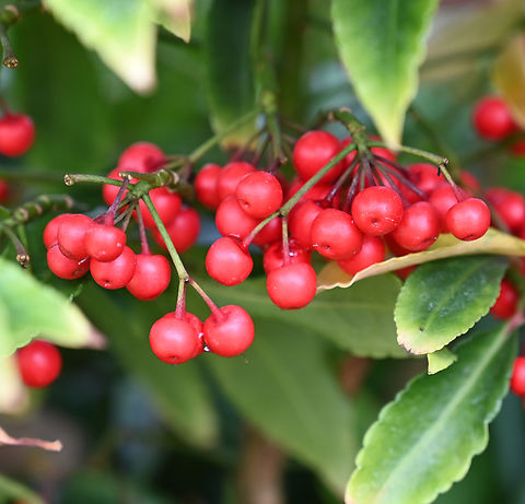 Ardisia crispa, 백량금  Ardisia crispa,Geotagged,South Korea,Spring,백량금