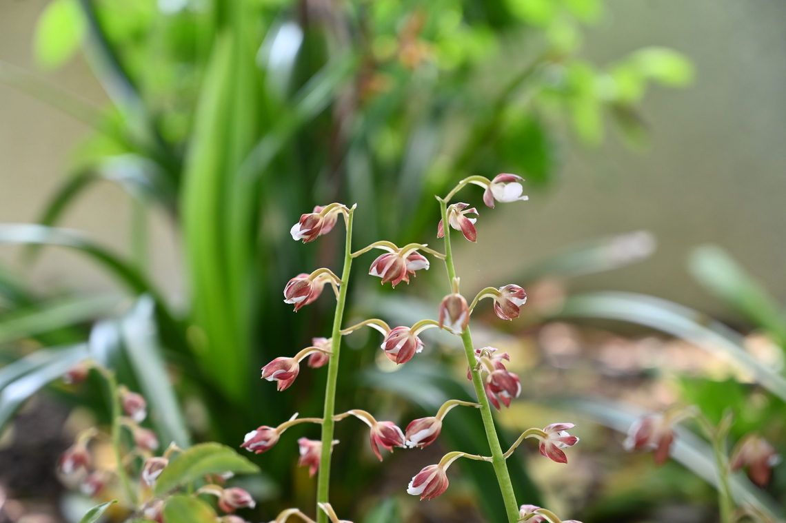 Calanthe discolor, 새우난초  Calanthe discolor,Geotagged,South Korea,Spring,새우난초