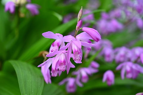 Bletilla striata, 자란  Bletilla striata,Geotagged,Hyacinth Orchid,South Korea,Spring,자란초