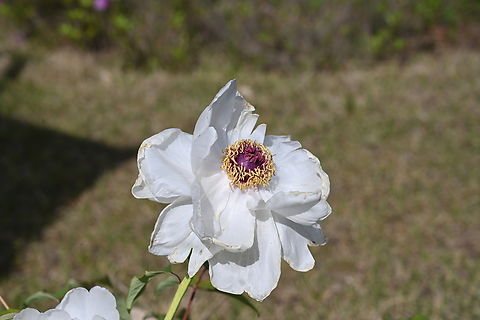 Paeonia suffruticosa, 목단  Geotagged,Paeonia suffruticosa,Paeonia × suffruticosa,South Korea,Spring,목단꽃