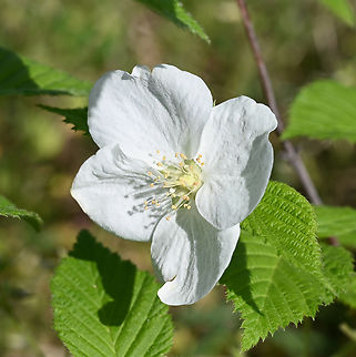 Rhodotypos scandens, 병아리꽃  Geotagged,Jetbead,Rhodotypos scandens,South Korea,Spring,병아리꽃