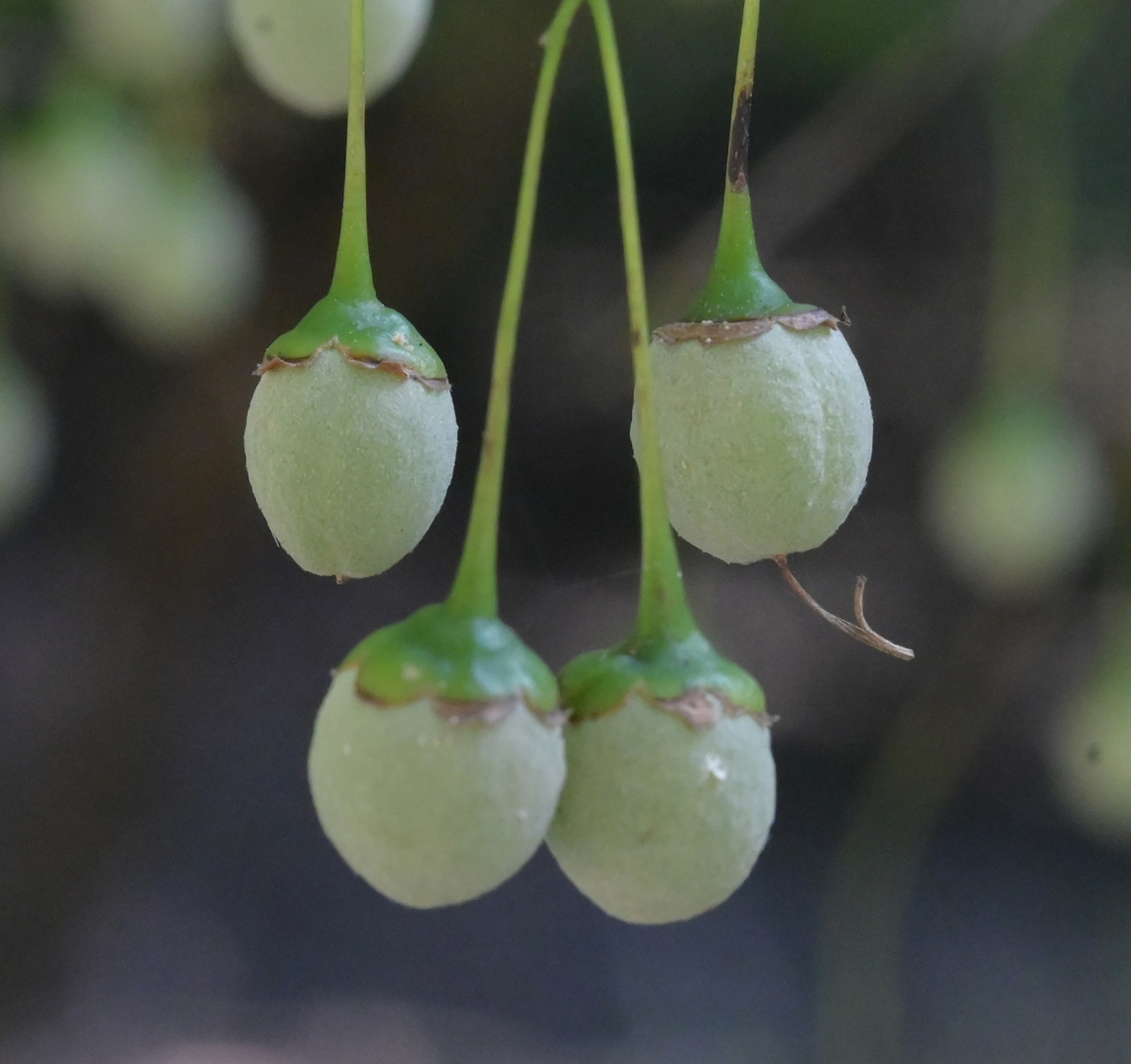 Styrax japonicus, 때죽나무  Geotagged,South Korea,Styrax japonicus,Summer,때죽나무