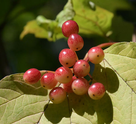 Viburnum opulus, 양백당나무  Geotagged,Guelder-rose,South Korea,Summer,Viburnum opulus,양백당나무