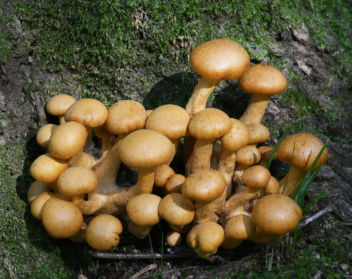 Gymnopilus junonius, 갈황색미치광이버섯  Geotagged,Gymnopilus junonius,South Korea,Spectacular Rustgill,Summer,갈황색미치광이버섯