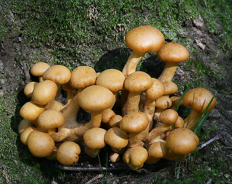 Gymnopilus junonius, 갈황색미치광이버섯  Geotagged,Gymnopilus junonius,South Korea,Spectacular Rustgill,Summer,갈황색미치광이버섯
