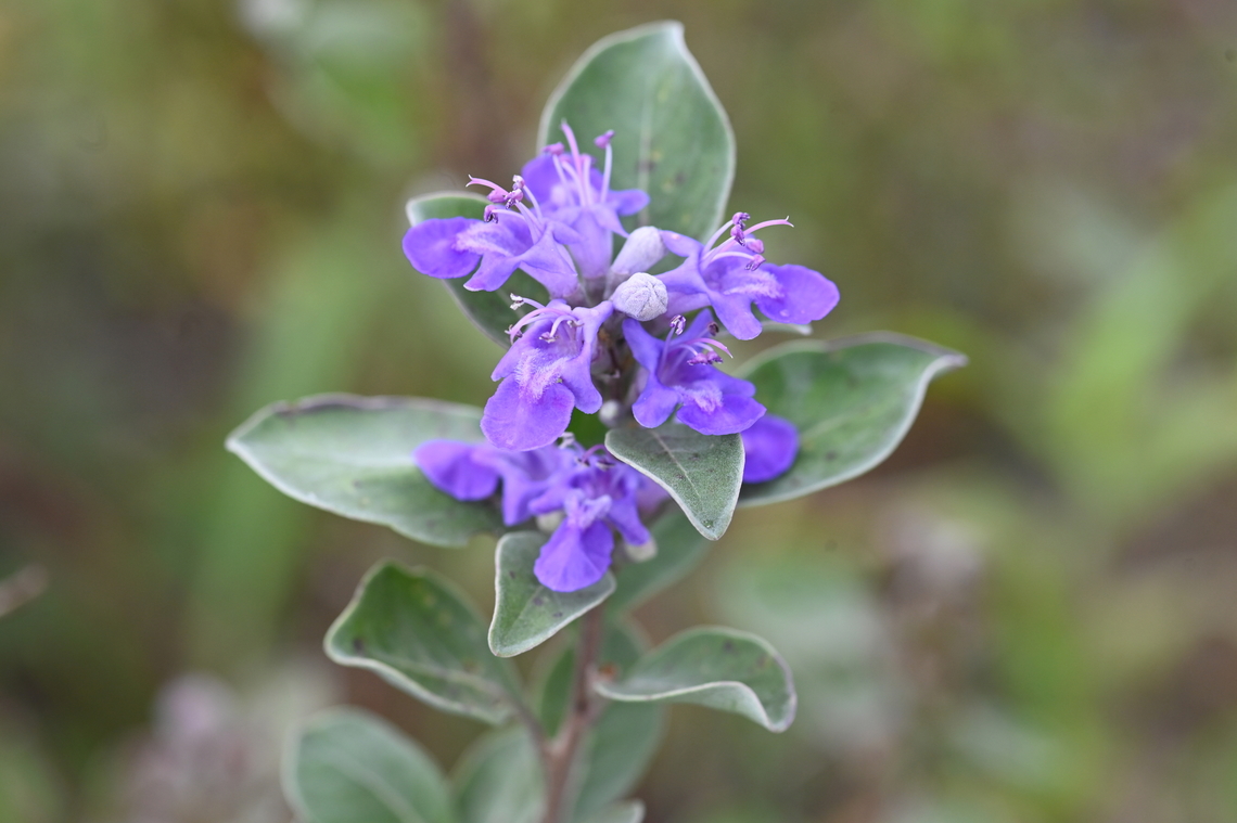 Vitex rotundifolia, 순비기나무  Geotagged,South Korea,Summer,Vitex rotundifolia,순비기나무