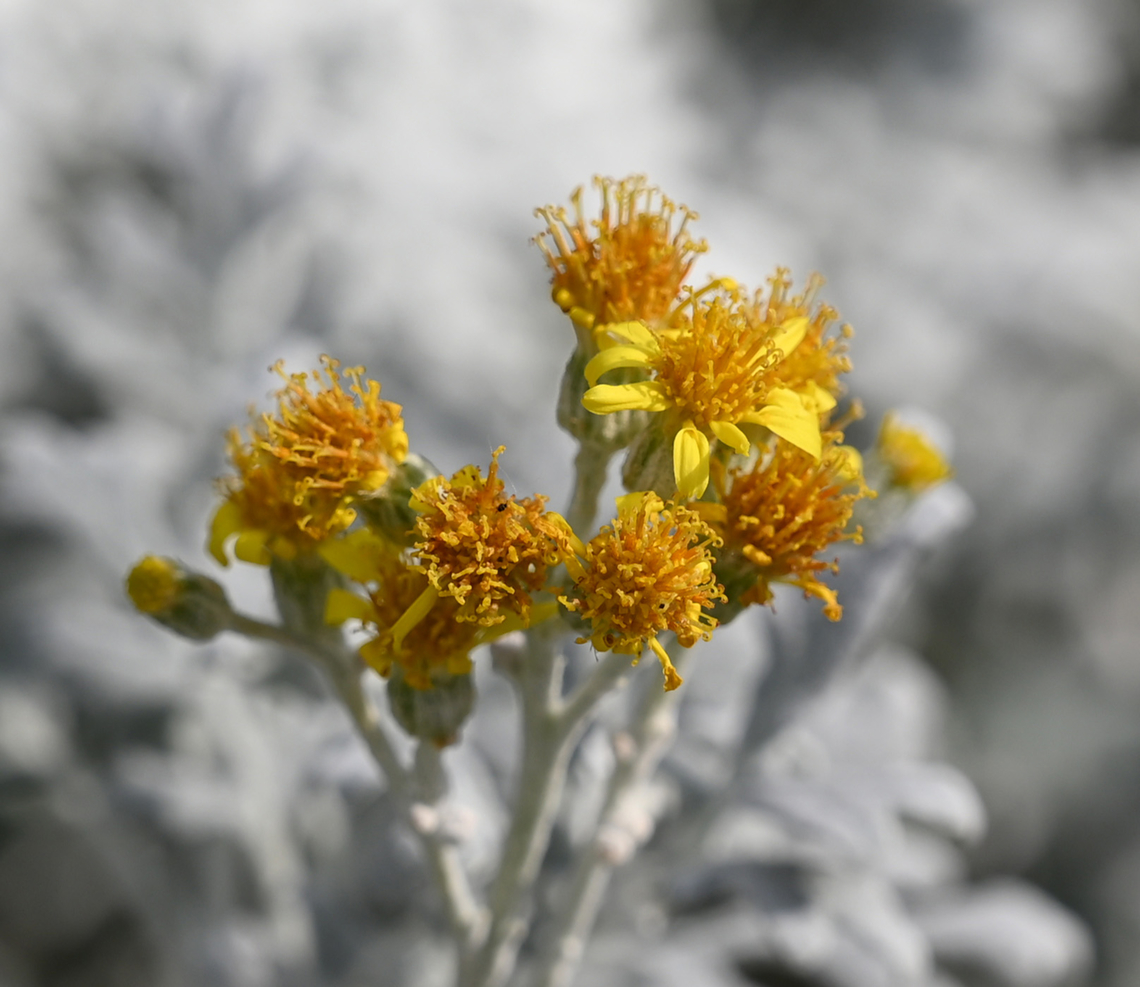 Jacobaea maritima, 백묘국  Dusty Miller,Geotagged,Jacobaea maritima,South Korea,Spring,백묘국