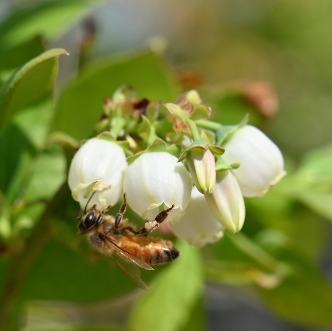 Vaccinium corymbosum, 블루베리  Geotagged,Northern highbush blueberry,South Korea,Spring,Vaccinium corymbosum,블루베리