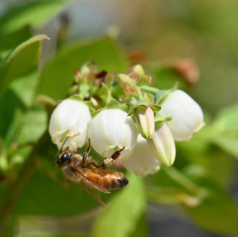 Vaccinium corymbosum, 블루베리  Geotagged,Northern highbush blueberry,South Korea,Spring,Vaccinium corymbosum,블루베리