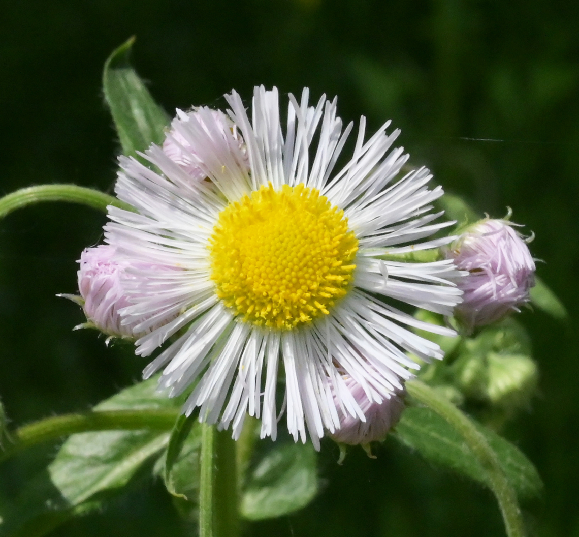 Erigeron annuus, 개망초  Annual fleabane,Erigeron annuus,Geotagged,South Korea,Spring,개망초