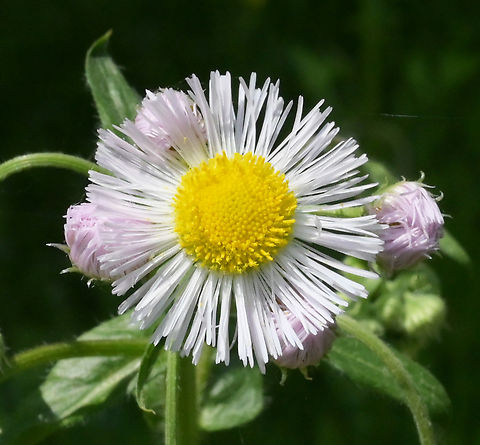 Erigeron annuus, 개망초  Annual fleabane,Erigeron annuus,Geotagged,South Korea,Spring,개망초
