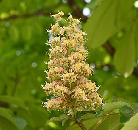 Aesculus turbinata, 칠엽수  Aesculus turbinata,Geotagged,Japanese Horse-Chestnut,South Korea,Spring,칠엽수