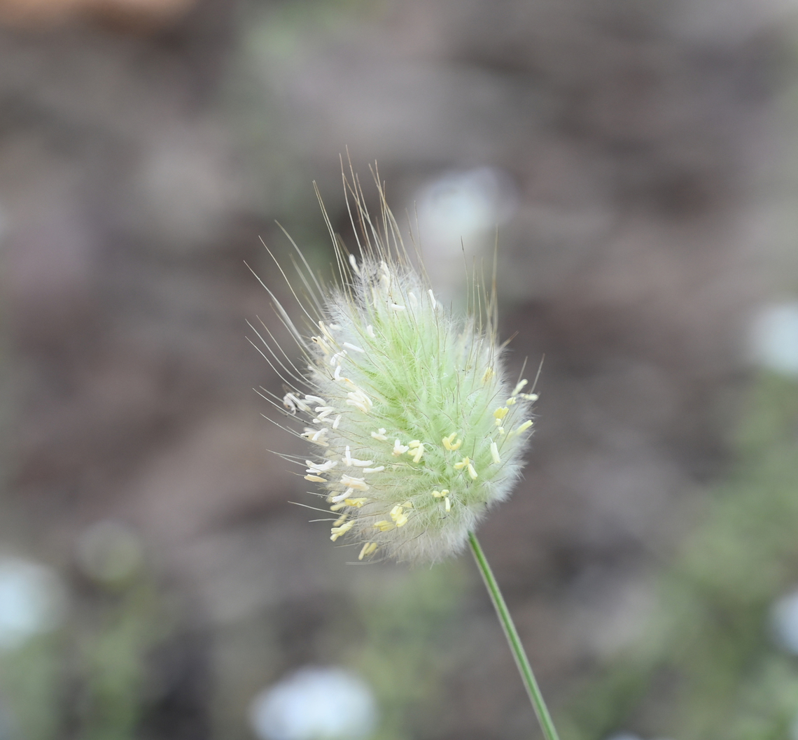 Lagurus ovatus, 토끼꼬리풀  Geotagged,Hares-tail,Lagurus ovatus,South Korea,Spring,토끼꼬리풀