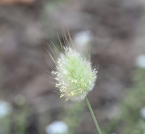 Lagurus ovatus, 토끼꼬리풀  Geotagged,Hares-tail,Lagurus ovatus,South Korea,Spring,토끼꼬리풀