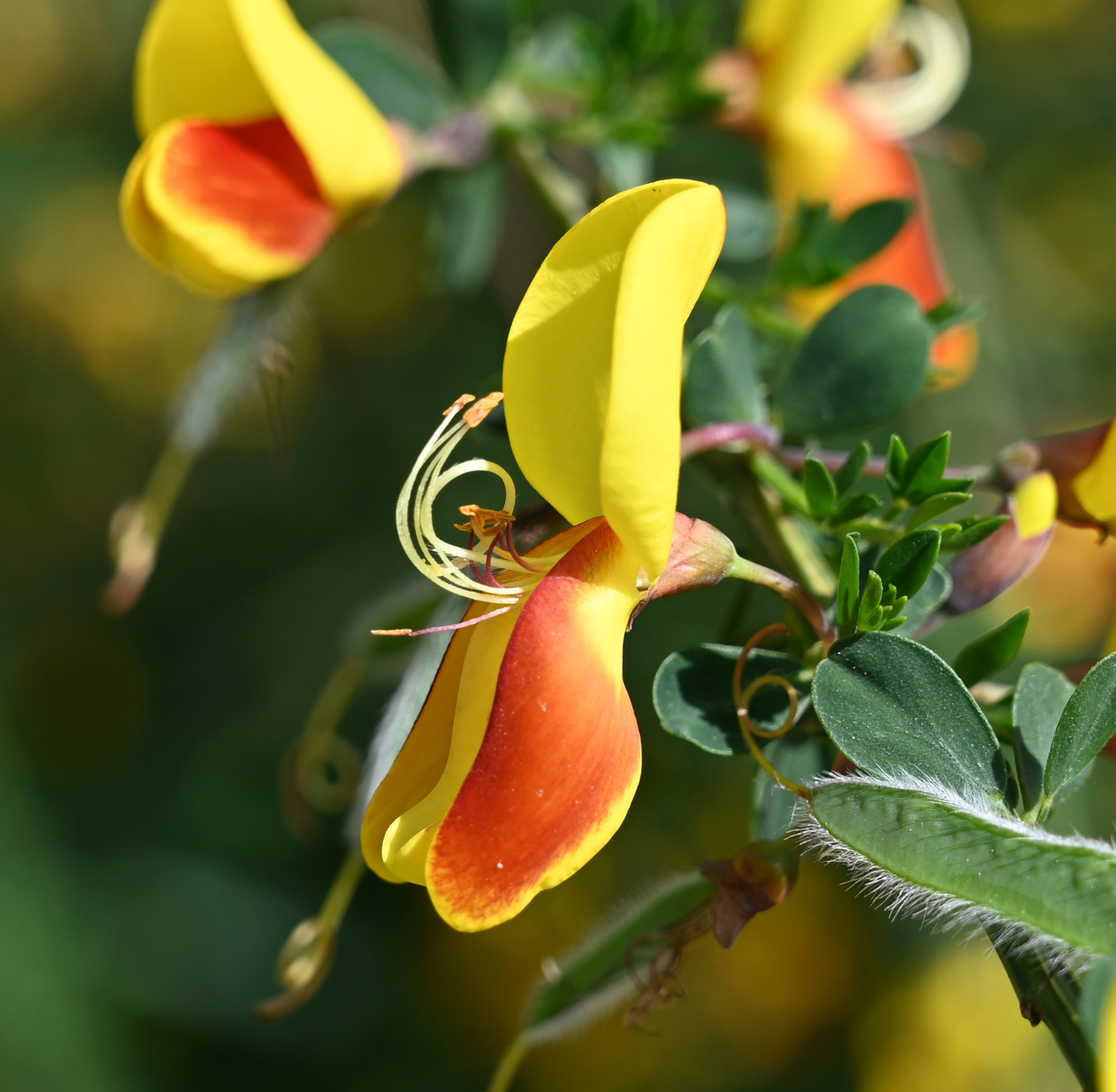 Caragana sinica, 골담초  Caragana sinica,Geotagged,South Korea,Spring,골담초