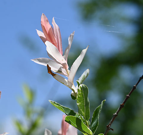 Salix integra, 삼색버들  Dappled Willow,Geotagged,Salix integra,South Korea,Spring,삼색버들