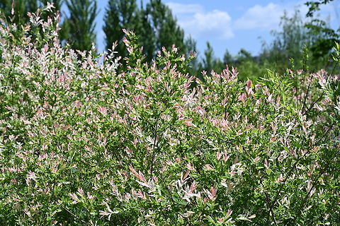 Salix integra, 삼색버들  Dappled Willow,Geotagged,Salix integra,South Korea,Spring,삼색버들