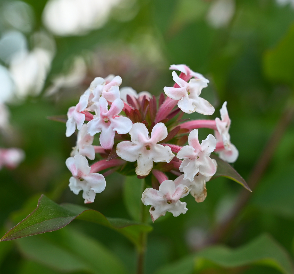 Abelia mosanensis, 댕강나무  Abelia mosanensis,Geotagged,South Korea,Spring,Zabelia tyaihyoni,댕강나무